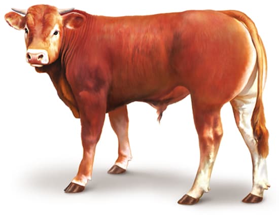 Taureau