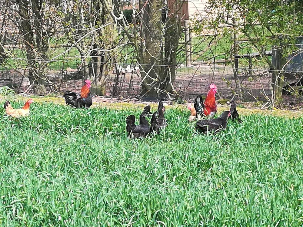 Poulet