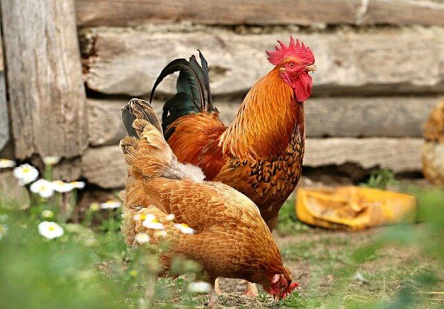Poulet